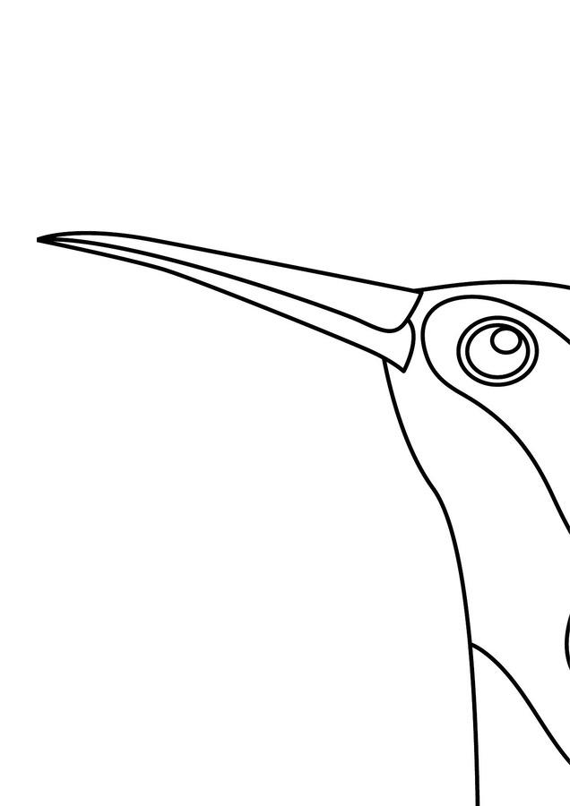 Kolorowanki XXL: Dzień ptaków